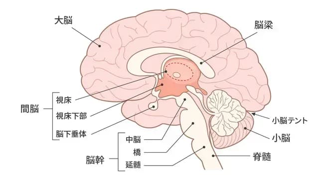 脳の構造と各部位の役割｜専門医がわかりやすく解説