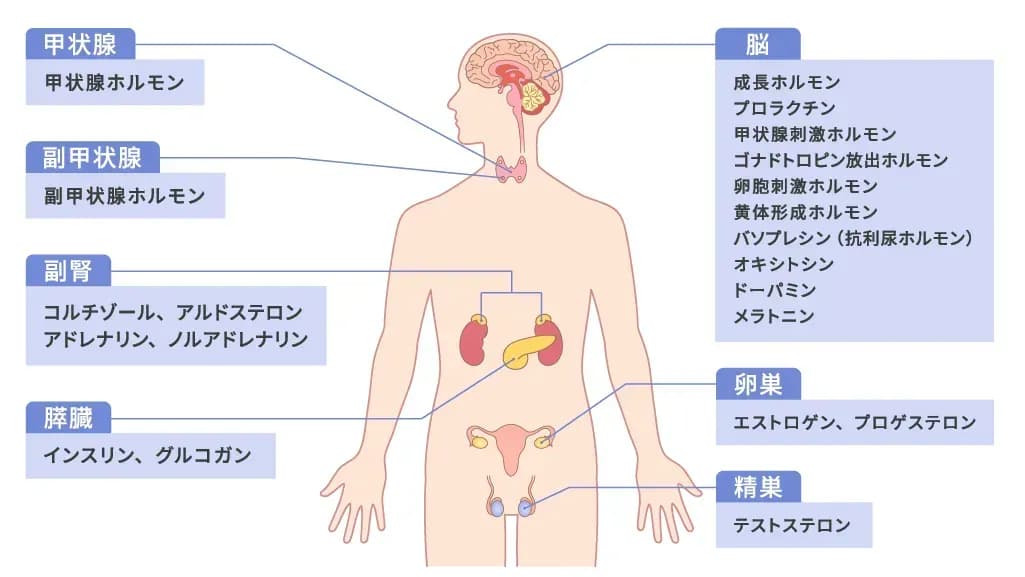 endocrine_organ_image