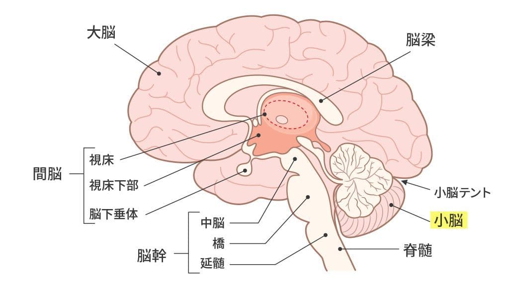脳の構造(小脳の位置)のイメージ図