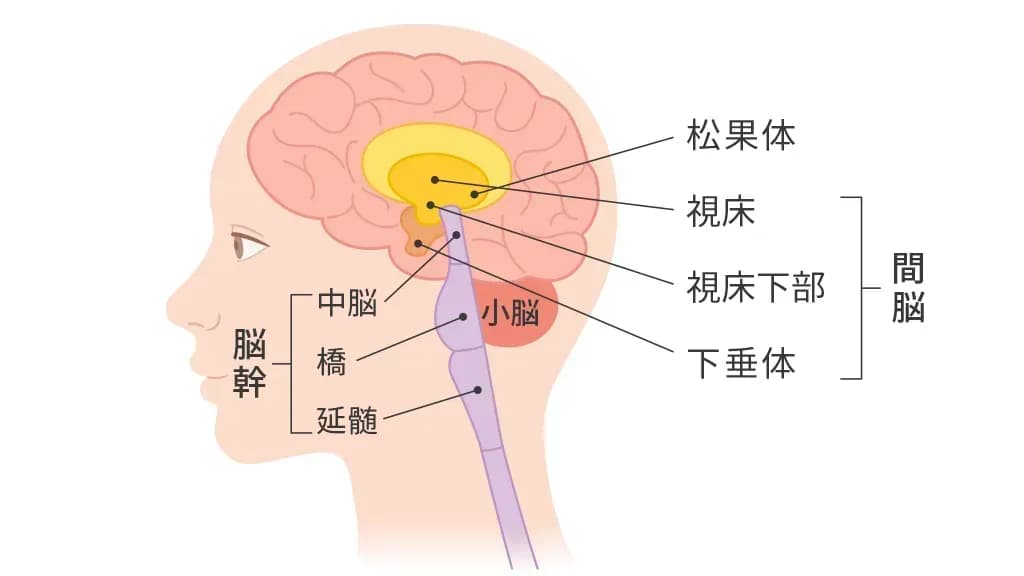 脳の構造(脳幹や間脳)のイメージ図