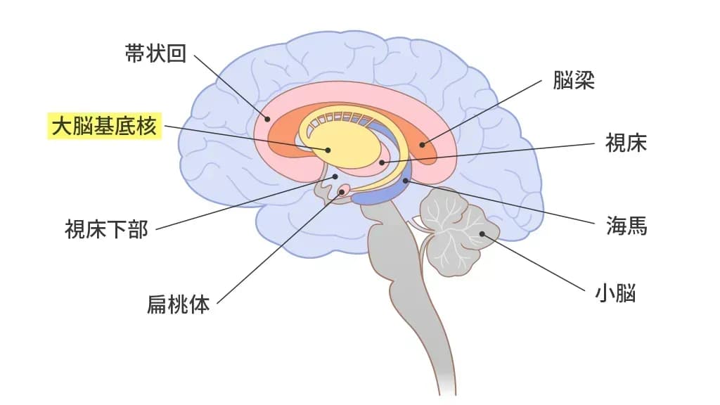 脳の構造(大脳基底核の位置)のイメージ図