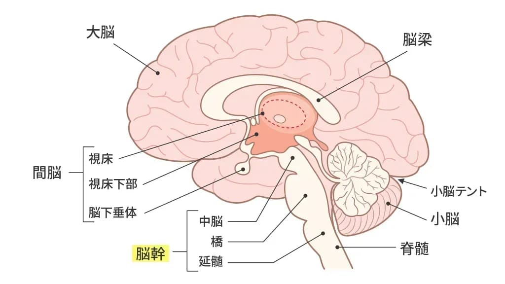 脳の構造(脳幹の位置)のイメージ図