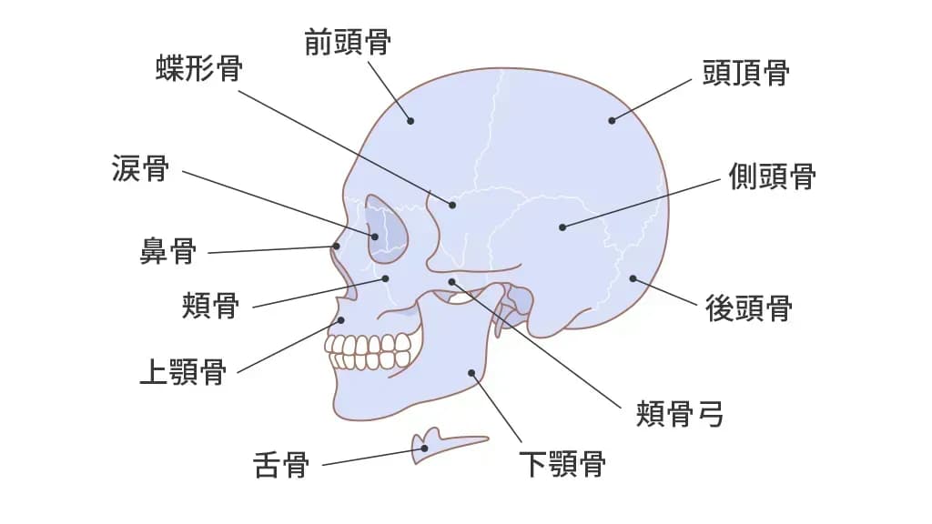脳の構造(頭蓋)のイメージ図