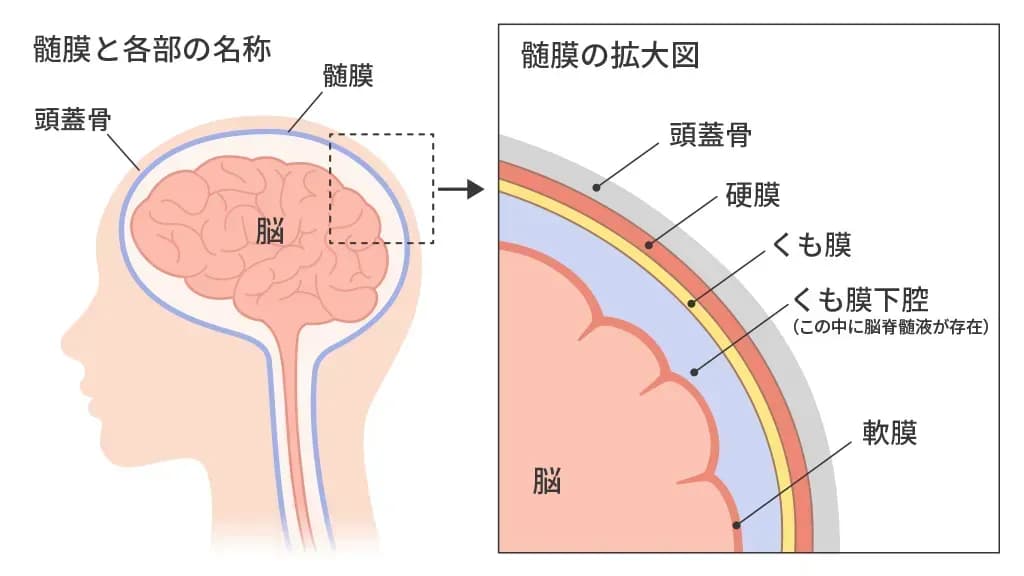 髄膜の構造のイメージ図