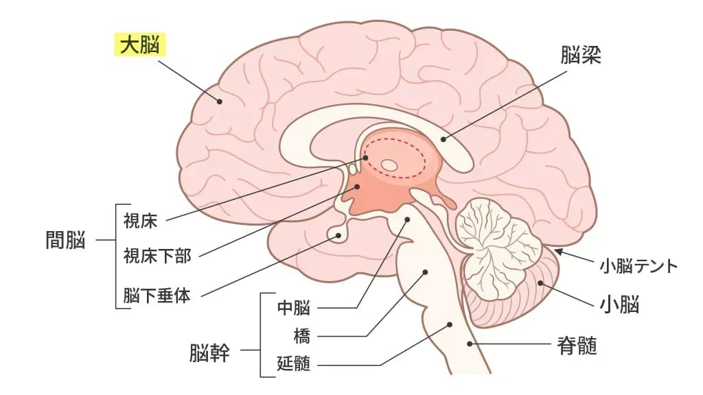 脳の構造(大脳の位置)のイメージ図
