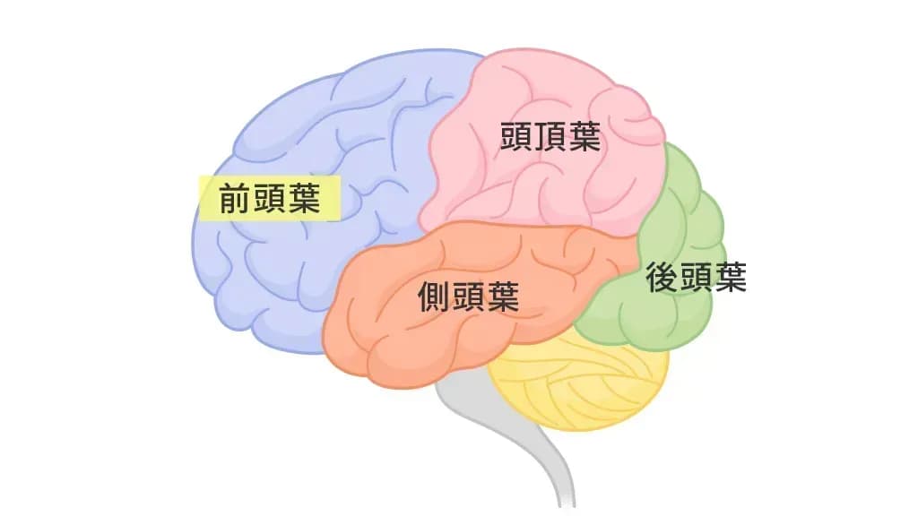 脳の構造(前頭脳の位置)のイメージ図