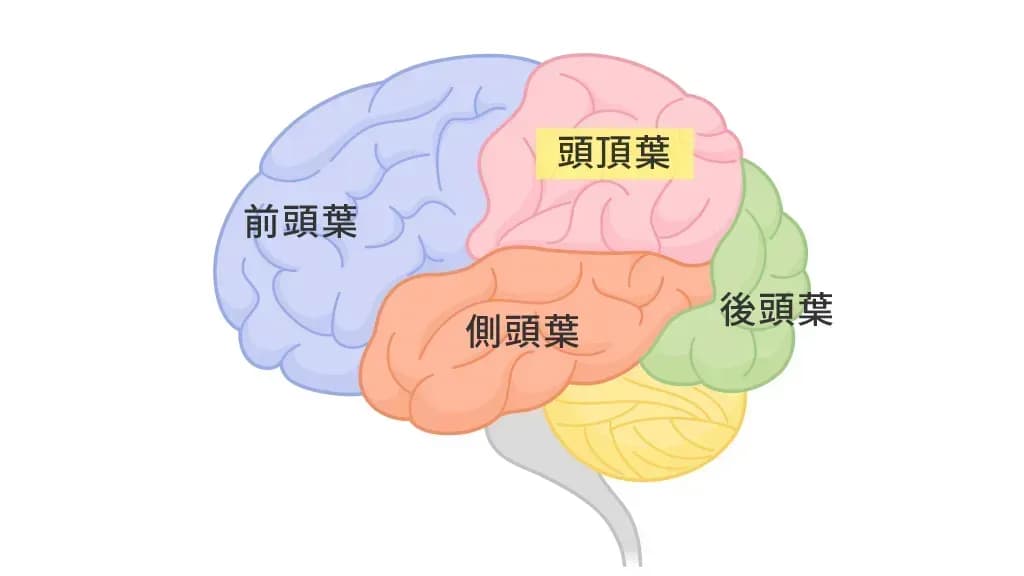 脳の構造(頭頂葉の位置)のイメージ図