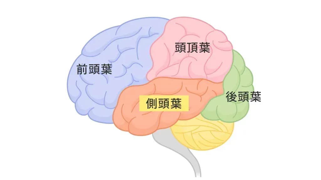 脳の構造(側頭葉の位置)のイメージ図