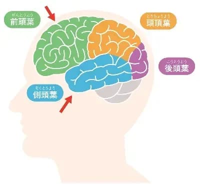 brain4.png