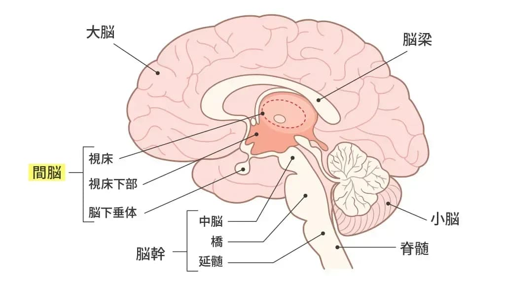 プロラクチンが分泌される間脳の図