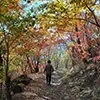 木々の間の道を散歩する