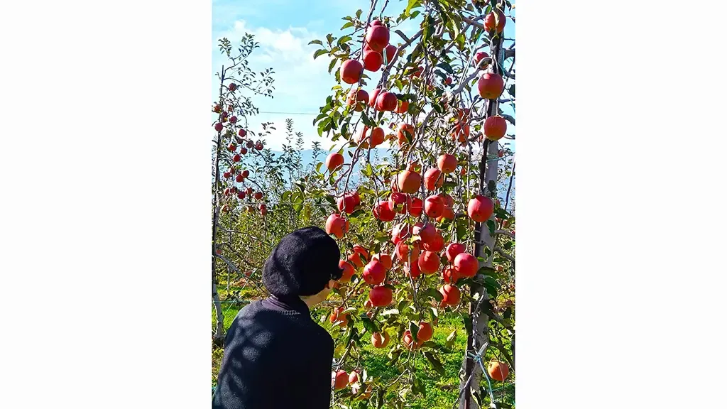 りんごの木になった実はオーナー制度で収穫できる