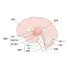 脳の構造をイラスト化したもの