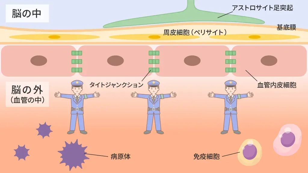 血液脳関門のバリアのイメージ