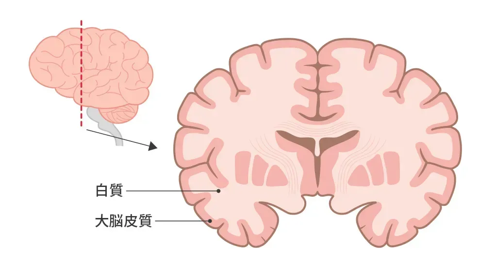 大脳の断面図(灰白質と白質)