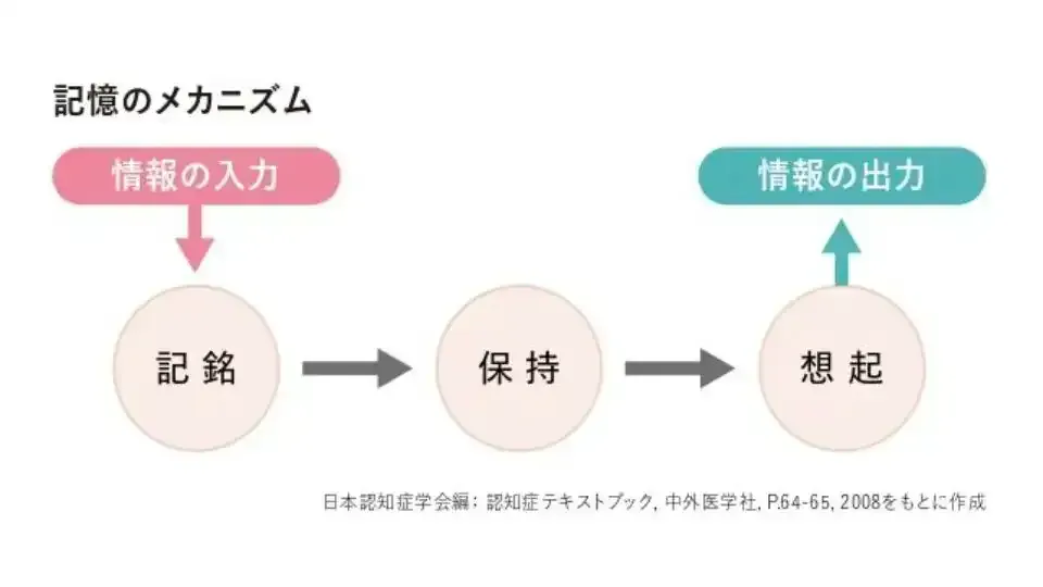 記憶障害はなぜ起こる？記憶のメカニズムと記憶障害の原因と治療を解説