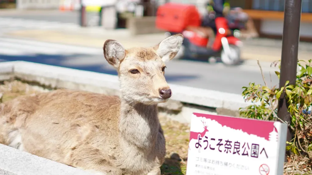 回復スポットである祖母の家がある奈良