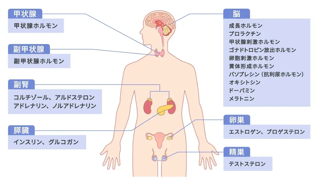 endocrine_organ_image