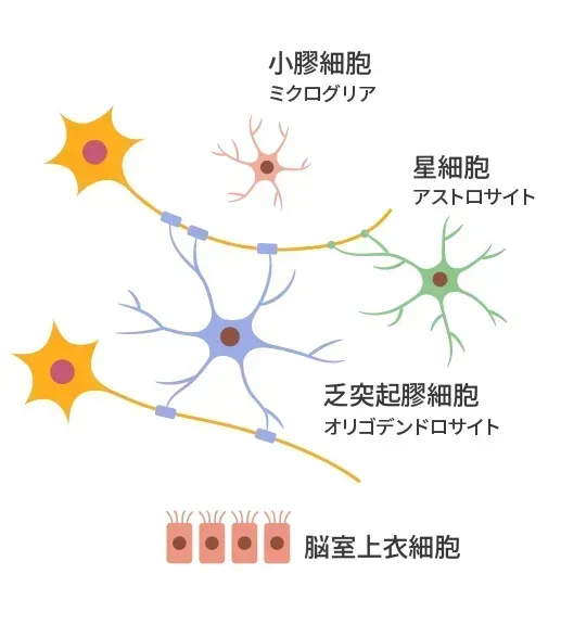 脳を構成するグリア細胞