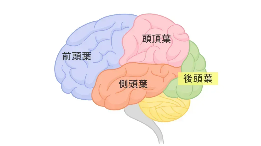 後頭葉