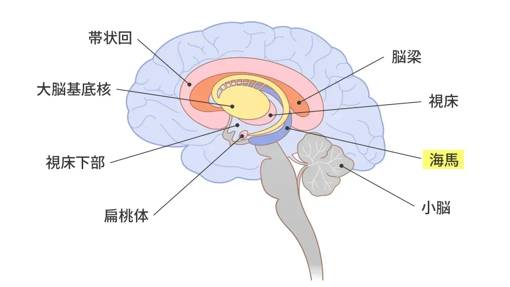 海馬