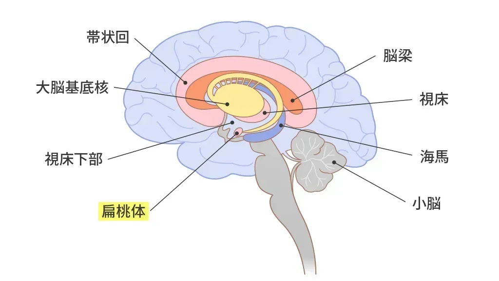 扁桃体
