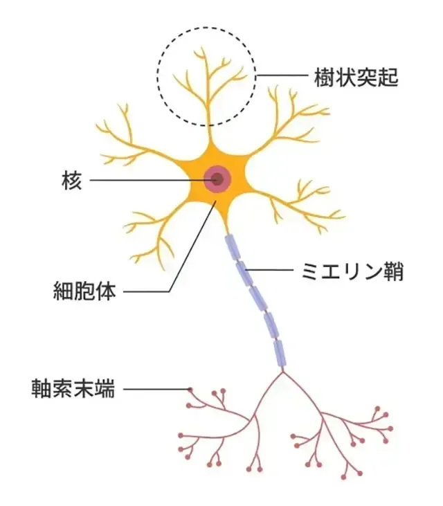 神経細胞の軸索やミエリン鞘のイラスト
