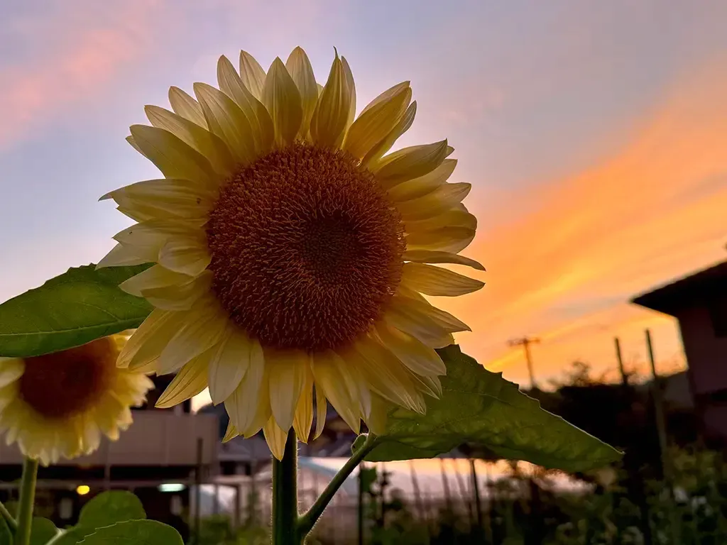 ひまわりと夕日の写真